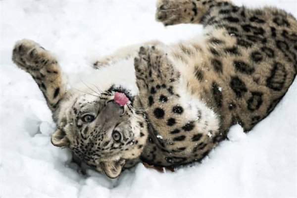 Снежный Барс котенок