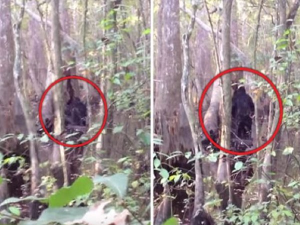 Доказательства существования Йети