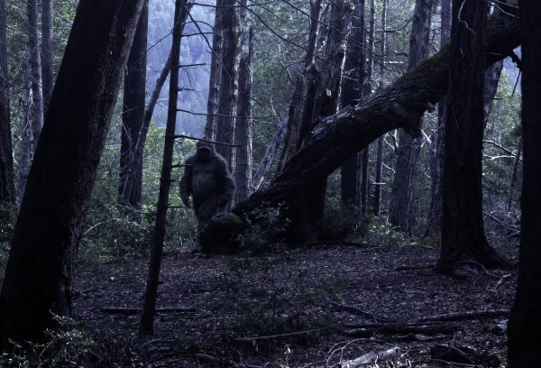 Бигфут Йети лес