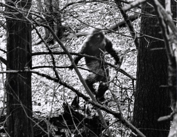 Йети снежный человек в Ленинградской области