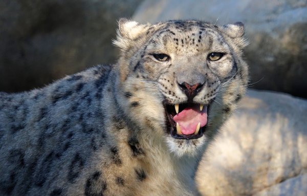 Снежный Барс Ирбис Грозный оскал