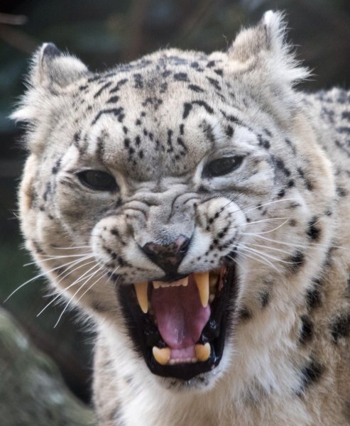 Снежный Барс Ирбис Грозный оскал