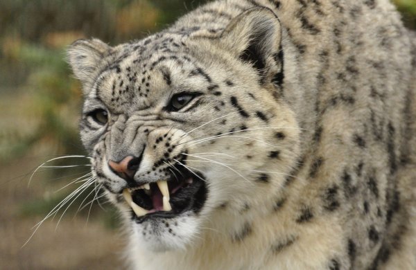 Снежный Барс оскал