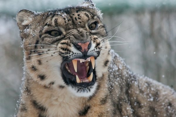 Снежный Барс Ирбис Грозный оскал