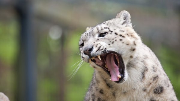 Снежный Барс Ирбис оскал