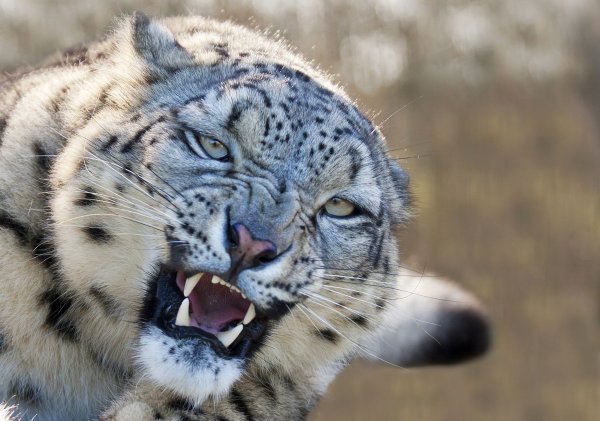 Снежный Барс оскал