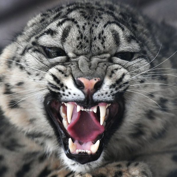 Снежный Барс рычит