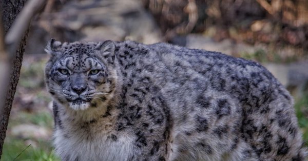 Снежный Барс злится