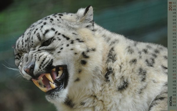 Грозный снежный Барс