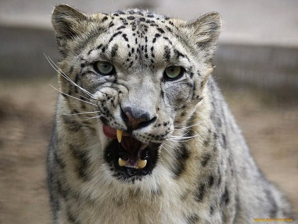 Ирбис снежный Барс злой