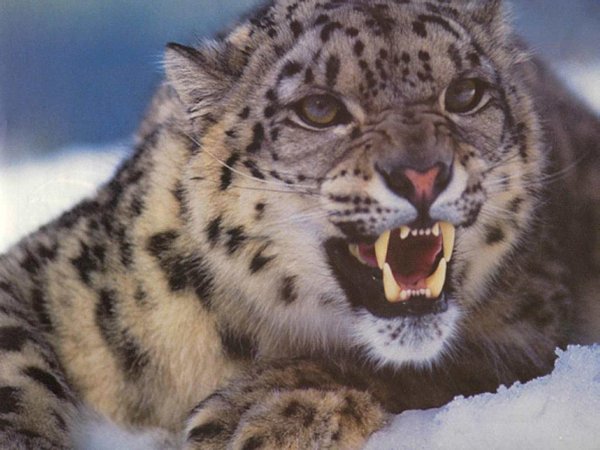 Снежный Барс Ирбис Грозный оскал