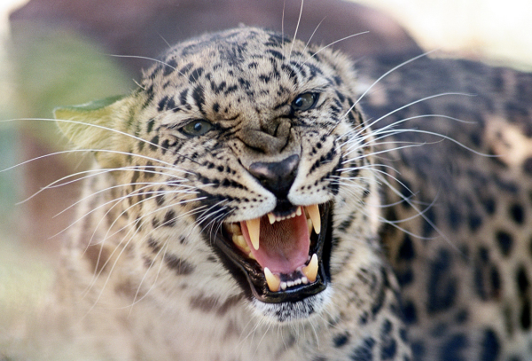 Снежный Барс Ирбис Грозный оскал