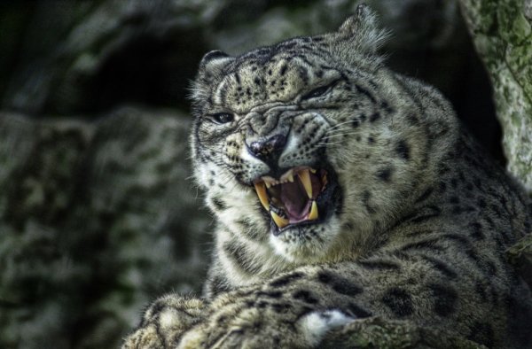 Снежный Барс оскал