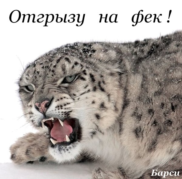 Снежный Барс Ирбис Грозный оскал