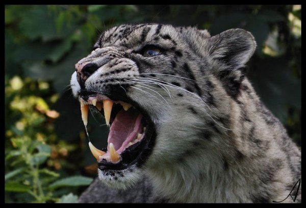 Ирбис рычит