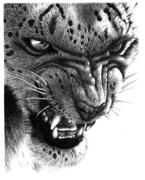 Тату Рысь с оскалом