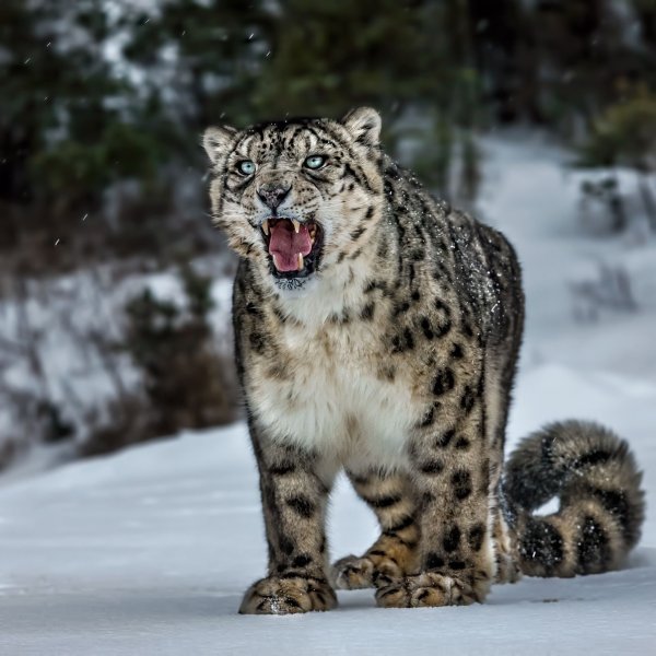 Сибирский Барс животное