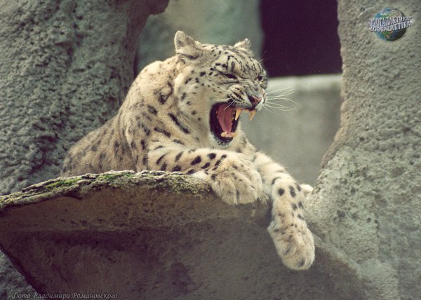 Нападающий снежный Барс