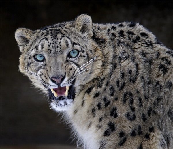 Саблезубый снежный Барс