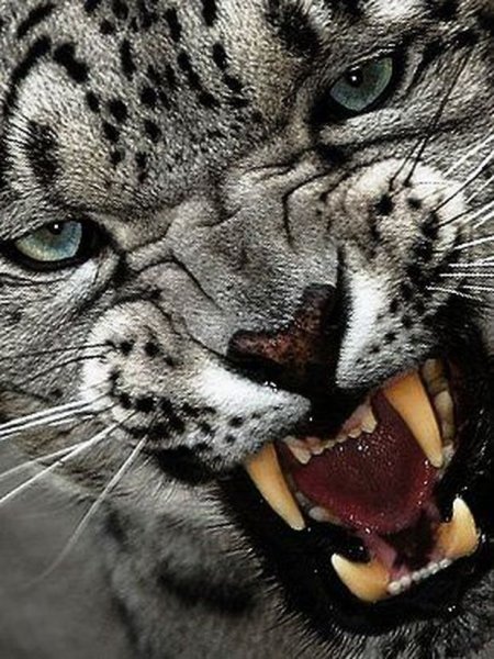 Снежный Барс Ирбис Грозный оскал