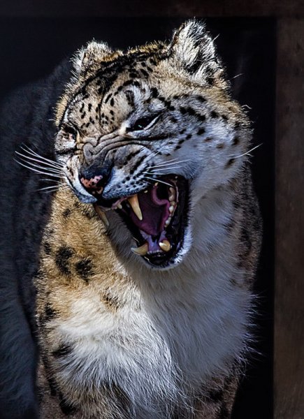 Снежный Барс оскал