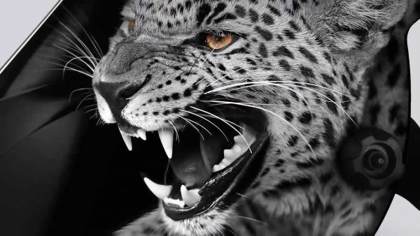 Гепард на черном фоне