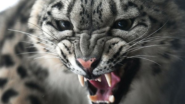 Снежный Барс Ирбис Грозный оскал