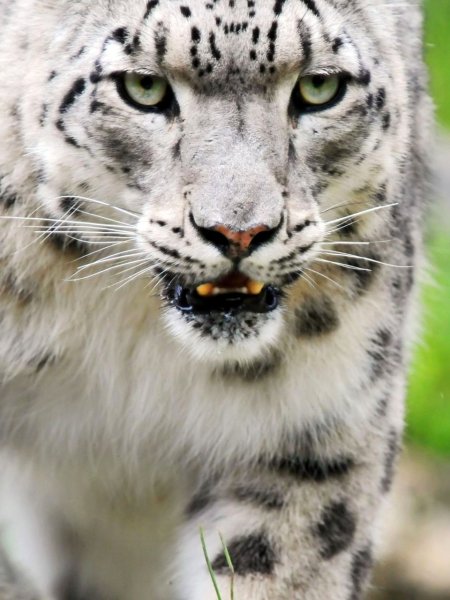 Снежный Барс свирепый