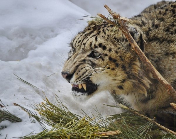 Снежный Барс рычит