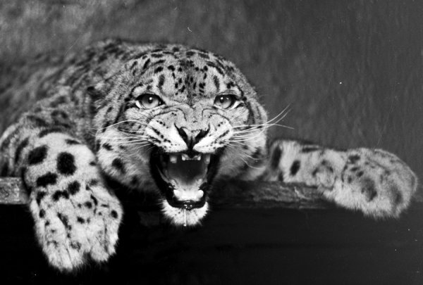 Снежный Барс клыки