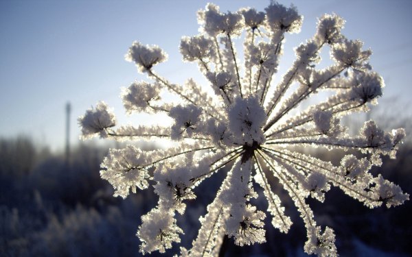 Снежные цветы