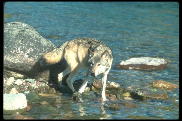 Волки около воды
