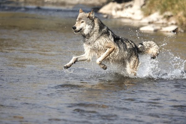 Волк бежит по воде