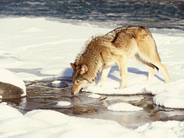 Волки на водопое