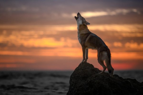 Волчица воет