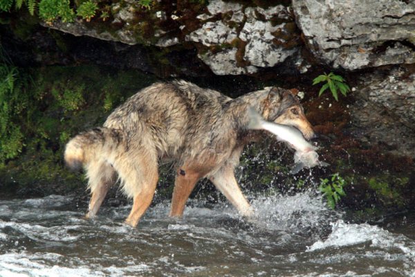 Волк рыболов
