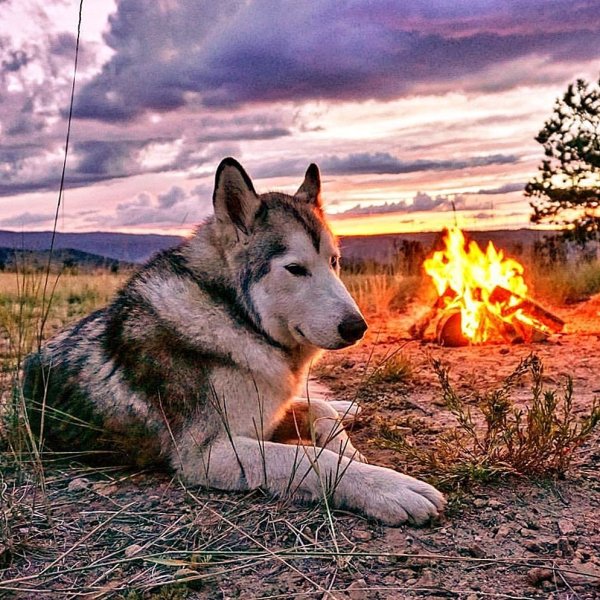 Волкособ Луна