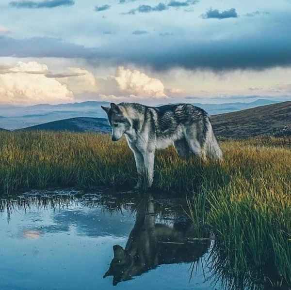 Волк в дикой природе