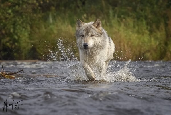 Волк в воде
