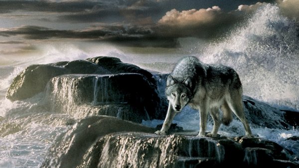 Одинокий волк