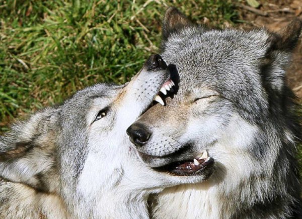 Волк и волчица