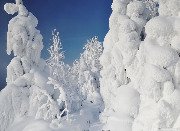 Снежные просторы