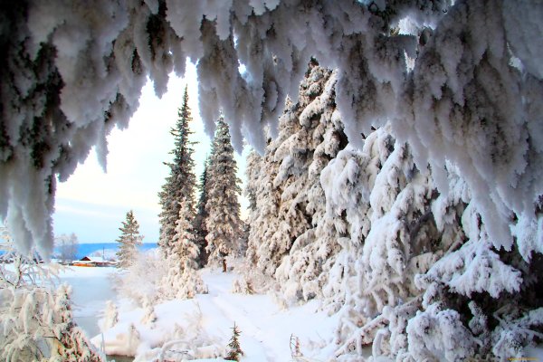 Снежная красота зимы