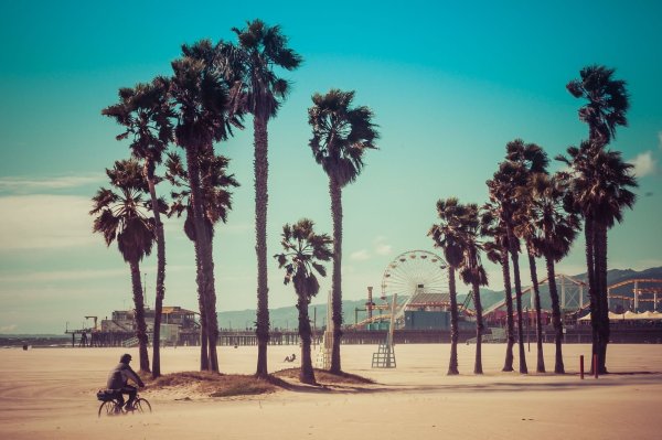 Калифорния пальмы Санта Моника