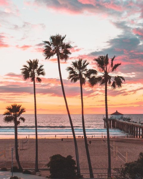 Калифорния пальмы Санта Моника