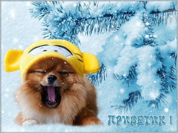 Доброе зимнее утро с собачками