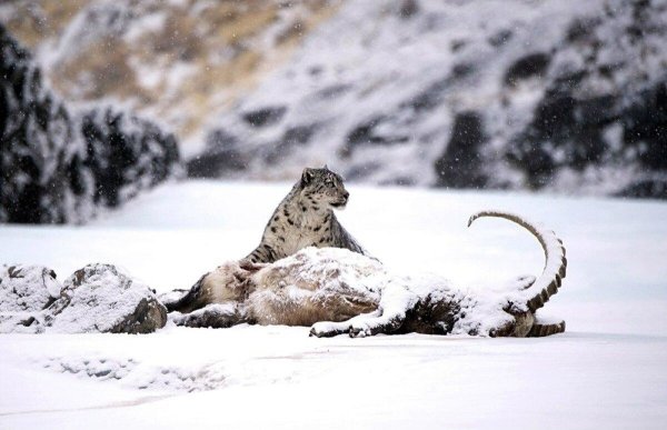 Снежный Барс охотится на горных Козлов