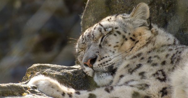 Снежный Барс атакует