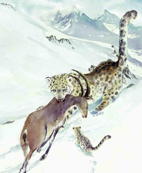 Снежный Барс на охоте