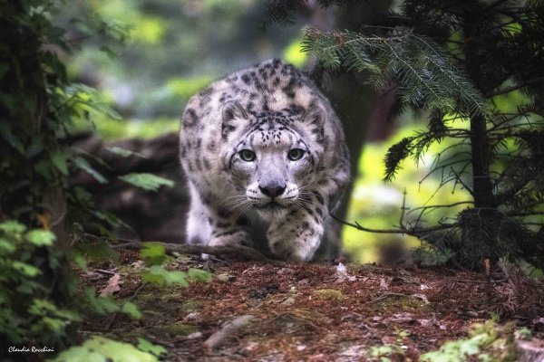 Ирбис снежный Барс охота